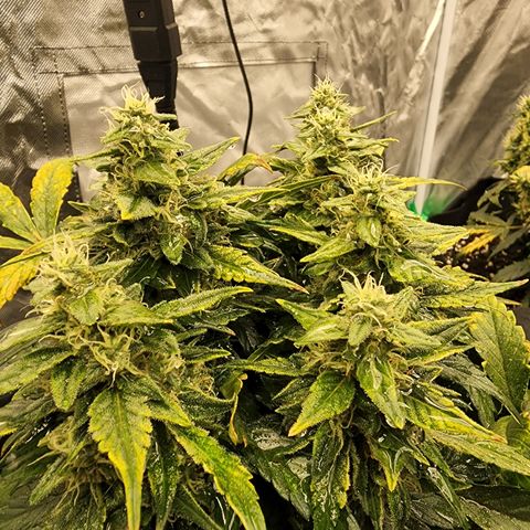Gold Leaf 1 growlog timeline photo