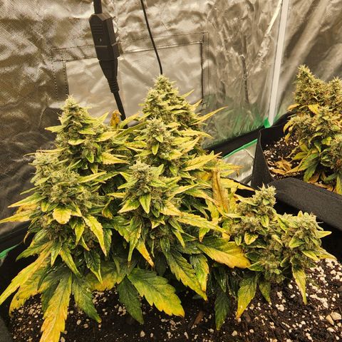 Gold Leaf 1 growlog timeline photo
