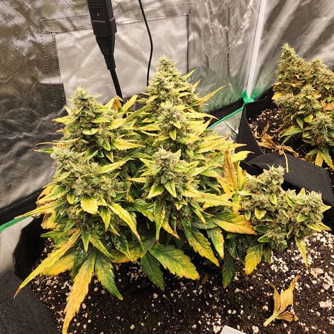 Gold Leaf 1 growlog timeline photo