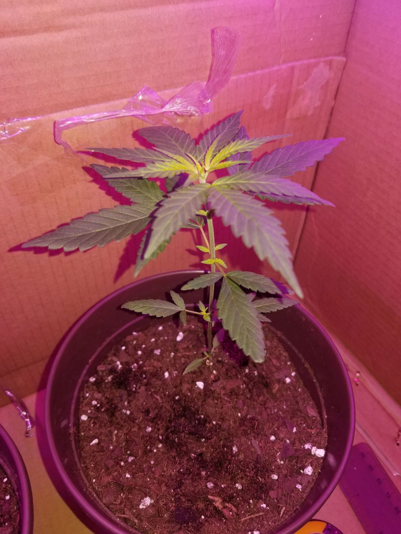 Vermont Og Kush growlog header