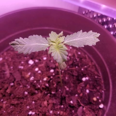 Vermont Thunder Fuck  growlog photo: Leaves are growing but growing odd with 4 sets of leaves under the second set. 