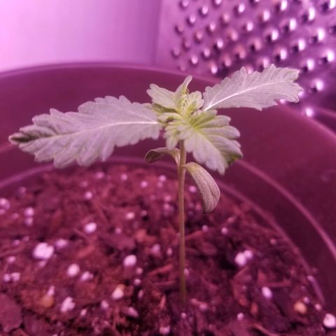 Vermont Thunder Fuck  growlog photo: Leaves are growing but growing odd with 4 sets of leaves under the second set. 