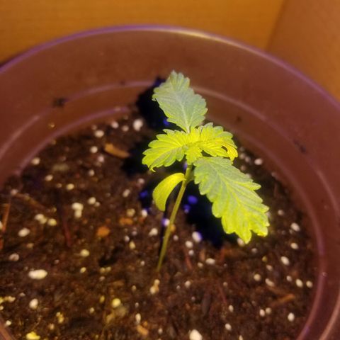 Vermont Thunder Fuck  growlog timeline photo