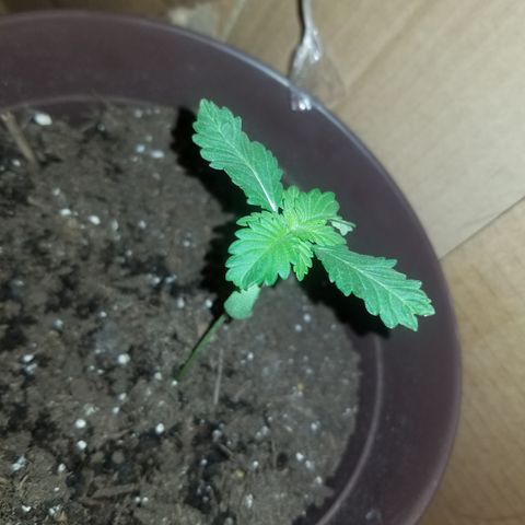 Vermont Thunder Fuck  growlog timeline photo