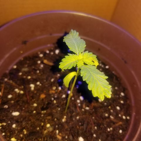 Vermont Thunder Fuck  growlog timeline photo