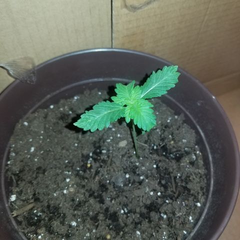Vermont Thunder Fuck  growlog timeline photo