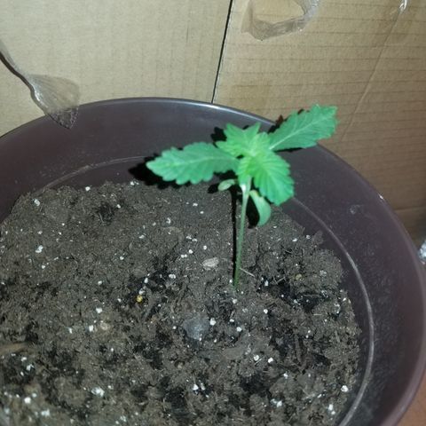 Vermont Thunder Fuck  growlog timeline photo