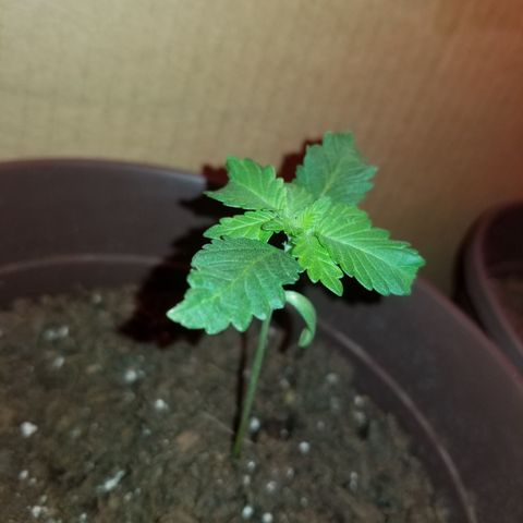 Vermont Thunder Fuck  growlog photo: Overnight it seemed to growing upwards alittle, leaves have not stopped growing. Looks healthy just showing alot of twisting in the leaves. 