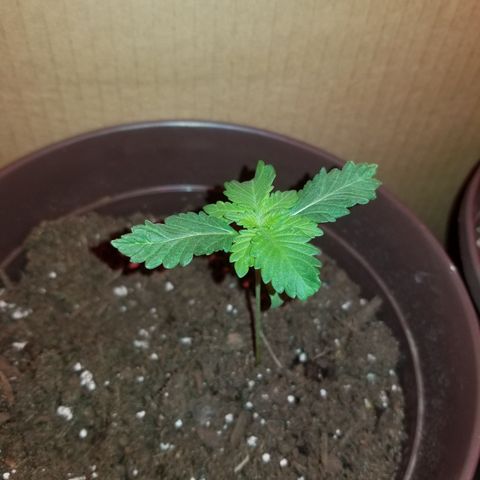 Vermont Thunder Fuck  growlog photo: Overnight it seemed to growing upwards alittle, leaves have not stopped growing. Looks healthy just showing alot of twisting in the leaves. 