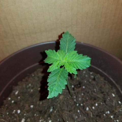 Vermont Thunder Fuck  growlog photo: Overnight it seemed to growing upwards alittle, leaves have not stopped growing. Looks healthy just showing alot of twisting in the leaves. 