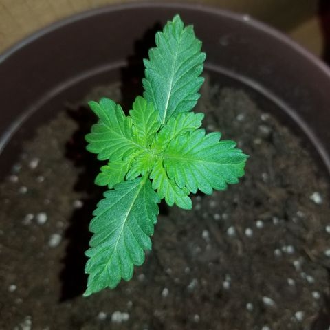 Vermont Thunder Fuck  growlog photo: Overnight it seemed to growing upwards alittle, leaves have not stopped growing. Looks healthy just showing alot of twisting in the leaves. 