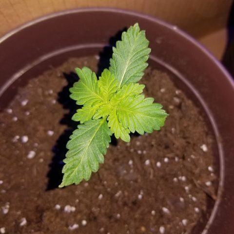 Vermont Thunder Fuck  growlog timeline photo