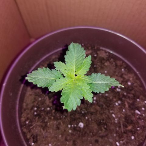 Vermont Thunder Fuck  growlog timeline photo