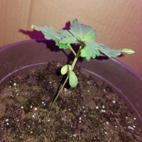 Vermont Thunder Fuck  growlog timeline photo