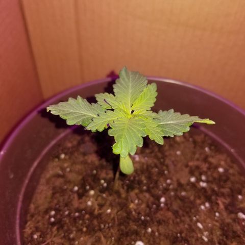 Vermont Thunder Fuck  growlog timeline photo