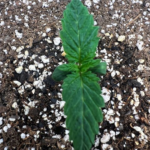 Runtz Muffin (3) growlog timeline photo