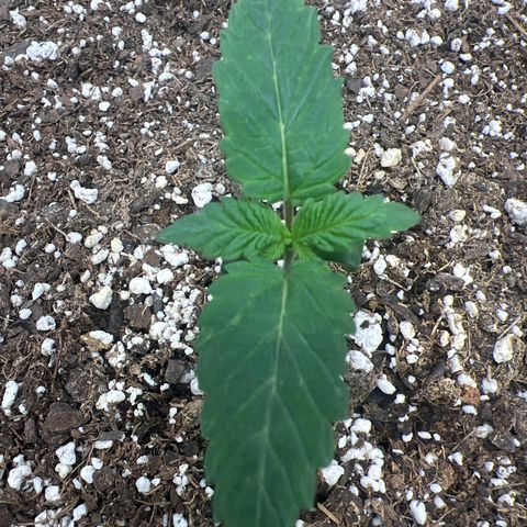 Runtz Muffin (3) growlog timeline photo