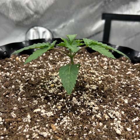Runtz Muffin (3) growlog timeline photo