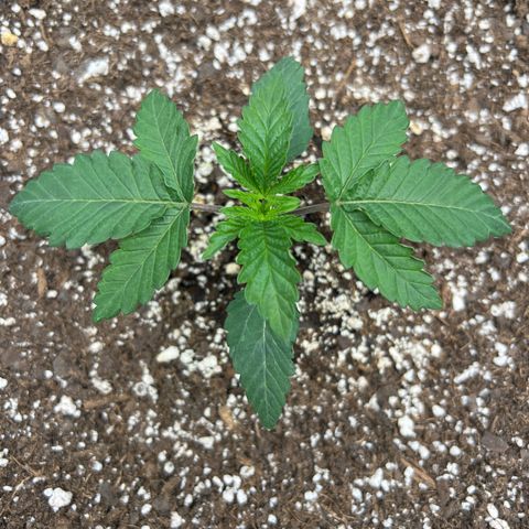 Runtz Muffin (3) growlog timeline photo