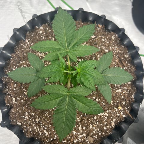 Runtz Muffin (3) growlog timeline photo