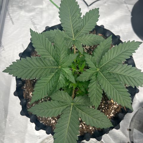 Runtz Muffin (3) growlog timeline photo