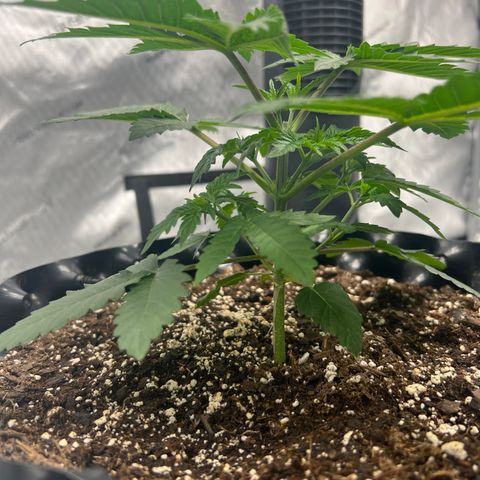 Runtz Muffin (3) growlog timeline photo