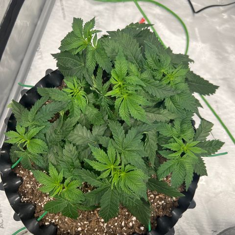 Runtz Muffin (3) growlog timeline photo