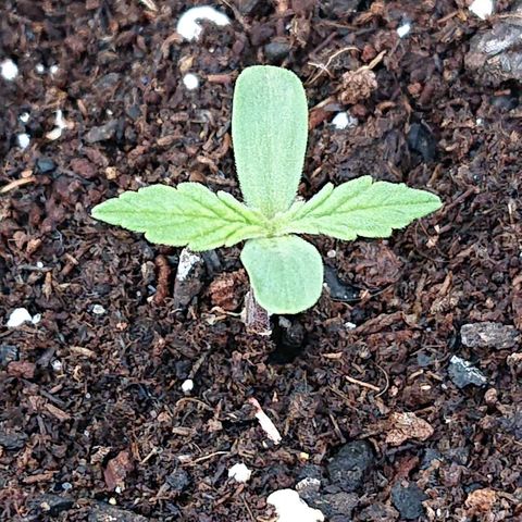 Maxi Gum  growlog timeline photo