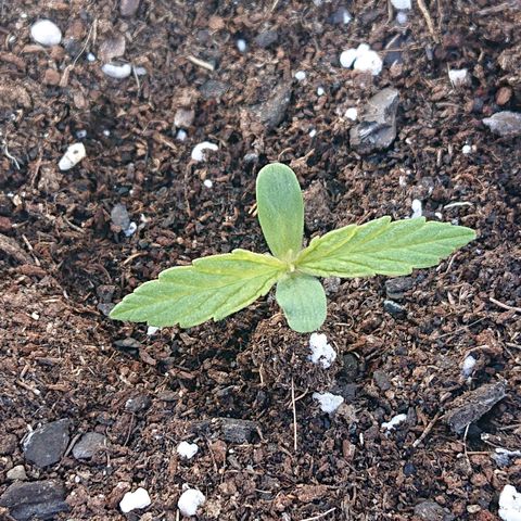 Maxi Gum  growlog timeline photo