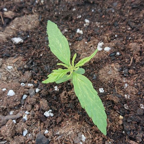 Maxi Gum  growlog timeline photo