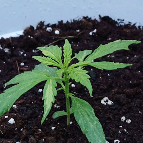 Maxi Gum  growlog timeline photo
