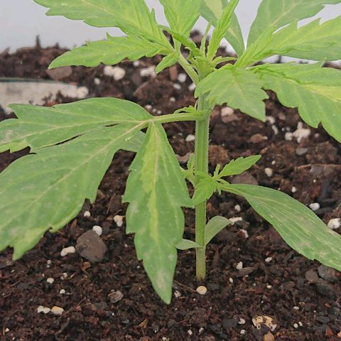 Maxi Gum  growlog timeline photo