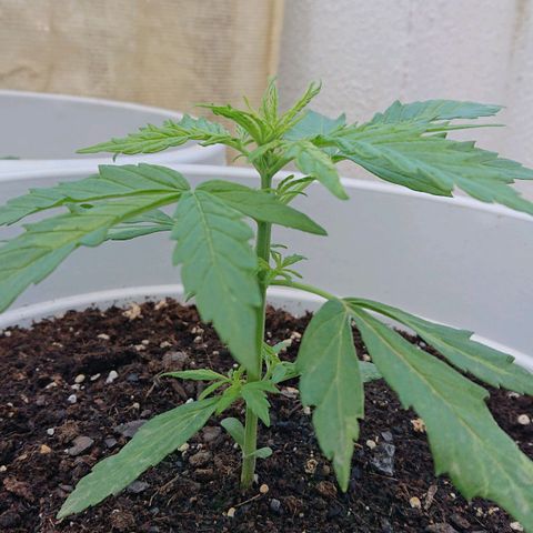 Maxi Gum  growlog timeline photo