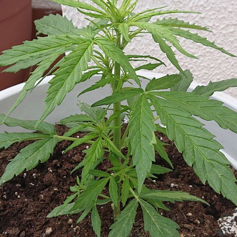 Maxi Gum  growlog timeline photo