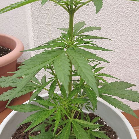 Maxi Gum  growlog timeline photo