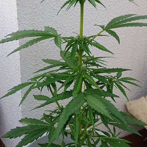 Maxi Gum  growlog timeline photo