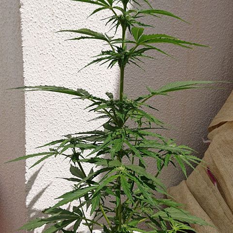 Maxi Gum  growlog timeline photo
