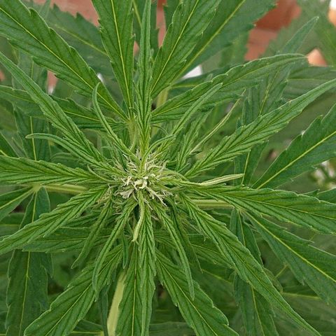 Maxi Gum  growlog timeline photo