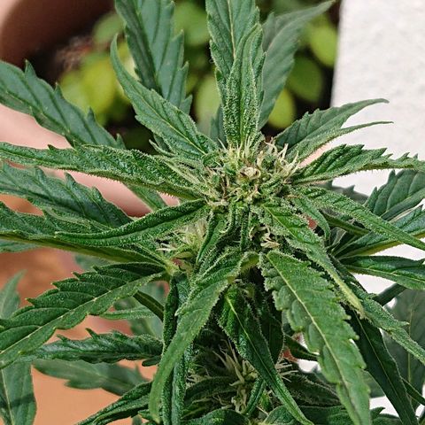 Maxi Gum  growlog timeline photo