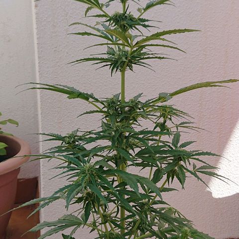Maxi Gum  growlog timeline photo