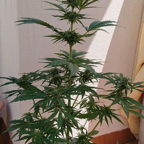 Maxi Gum  growlog timeline photo
