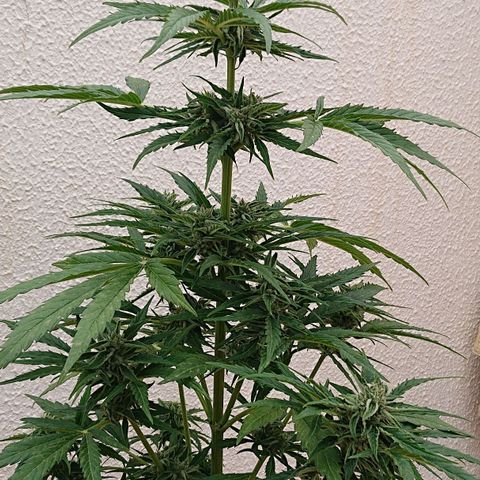 Maxi Gum  growlog timeline photo