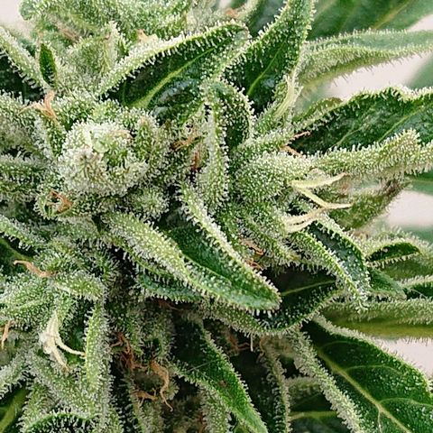 Maxi Gum  growlog timeline photo