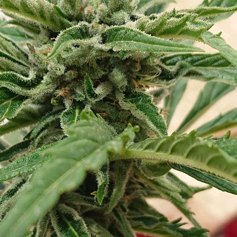 Maxi Gum  growlog timeline photo