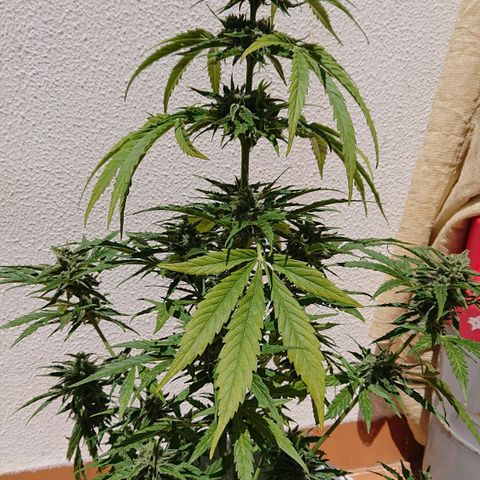 Maxi Gum  growlog timeline photo