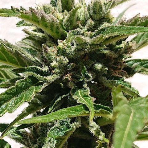 Maxi Gum  growlog timeline photo