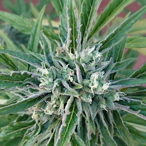 Maxi Gum  growlog timeline photo