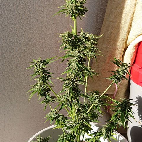 Maxi Gum  growlog timeline photo