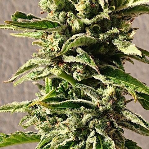 Maxi Gum  growlog timeline photo