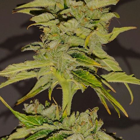 Maxi Gum  growlog timeline photo
